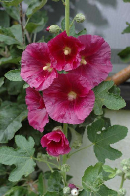 090stockrose.jpg