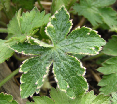 geranium_x_oxonianum_saemling.jpg