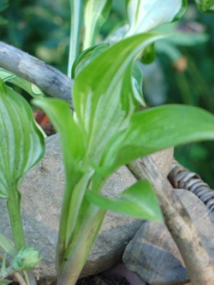 Hosta35.JPG
