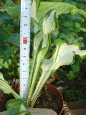 Hosta36.JPG