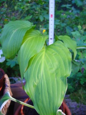 Hosta38.JPG