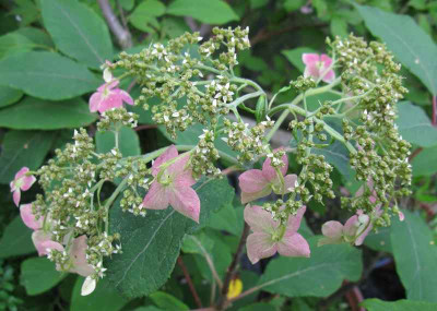 Hydrangea_heteromalla_Krista_mature_800x600.jpg