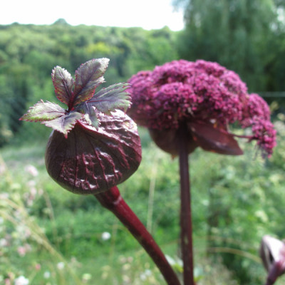 angelica_gigas_bluete.jpg