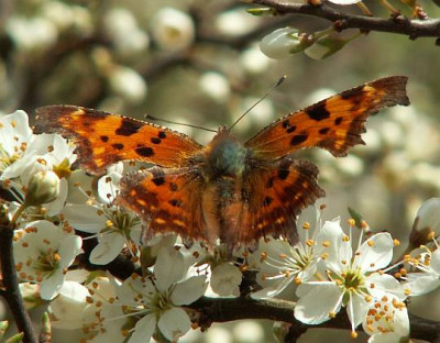 Polygonia_C-Album_-_C-Falter_11.jpg