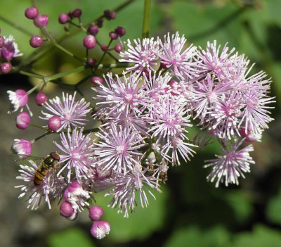 thalictrum_actaeifolium_perfume_star_scharf78kb.jpg