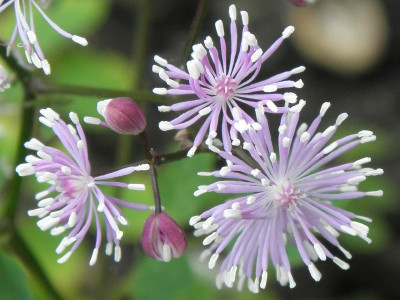 thalictrum_ramosum_bwj_8126_78kb.jpg
