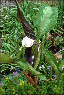 Arisaema_Blatt.JPG