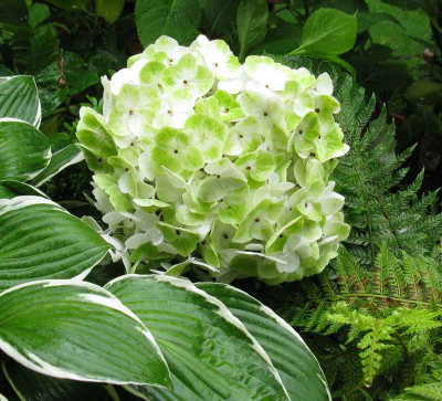 Hydrangea_macrophylla_The_Bride_800x600.jpg