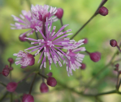 thalictrum_uchiyamai_78kb.jpg