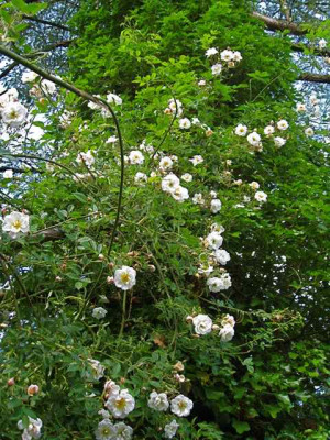 Larche_mit_Rose_IMG_2808.JPG