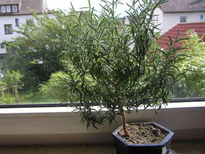 bonsai.jpg