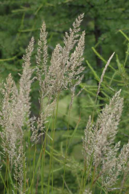 059gras.jpg