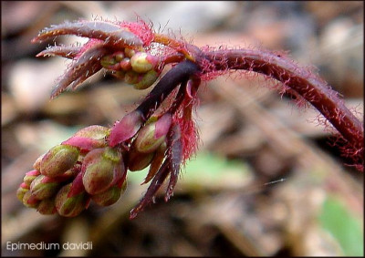 Epimedium_davidii.JPG