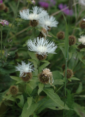 086flockenblume.jpg
