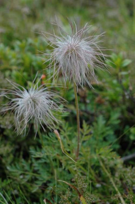 106anemone.jpg