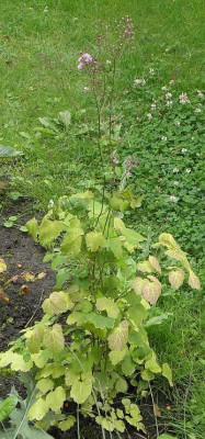 thalictrum_uchiyamai_start_78kb.jpg