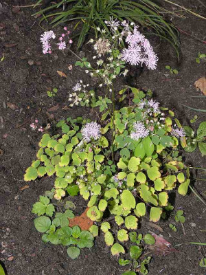 thalictrum_ramosum_bwj_8126_full_79.jpg