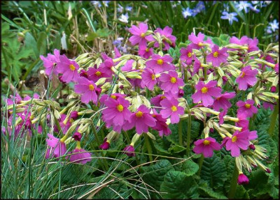Primula_David_Constantine.JPG
