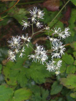 Thalictum_unbekannt_IMG_3619.jpg