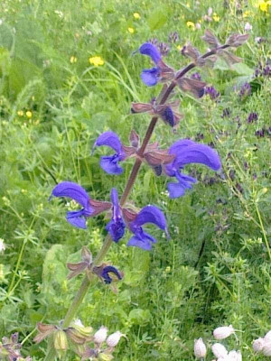Salvia_800x800_80KB.jpg