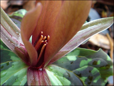 Trillium_chloropetalum_m.JPG