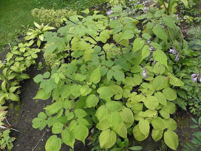 aralia_cachemirica_02_79kb.jpg