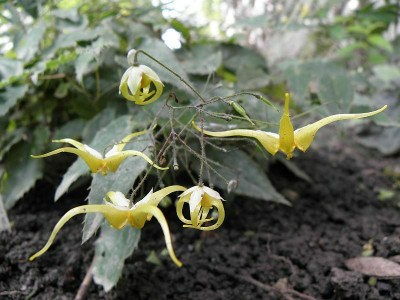 epimedium_latisepalum_78k.jpg