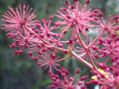 Aralia_Herbst_IMG_3996.jpg