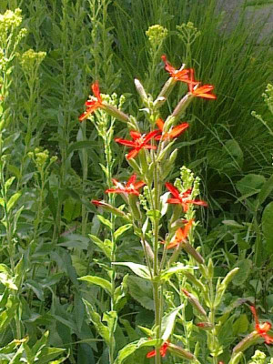 Silene_regia_800x800_80KB.jpg