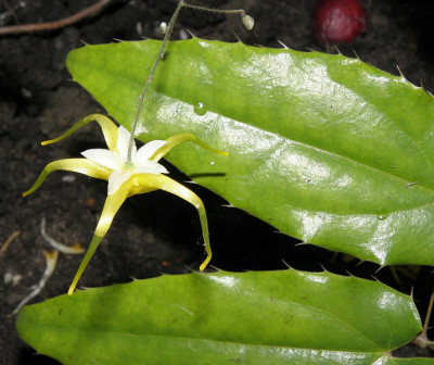 Epimedium_Hang_Five.jpg