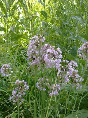 Allium_800x800_80KB.jpg