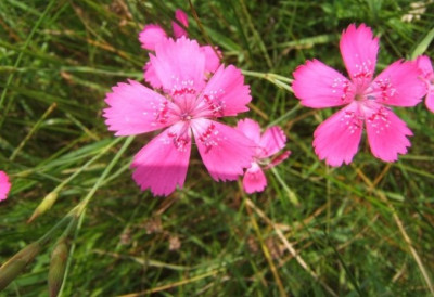 Dianthus_deltoides.JPG