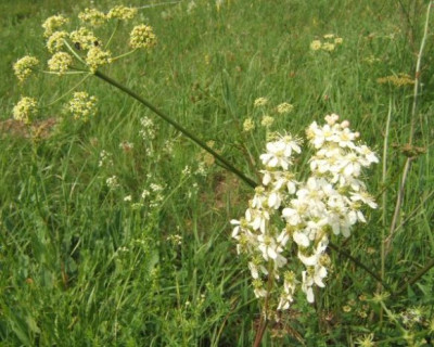 Silaum_silaus_Filipendula_vulgaris.JPG