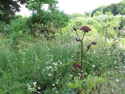 angelica_gigas_suedbeet.jpg