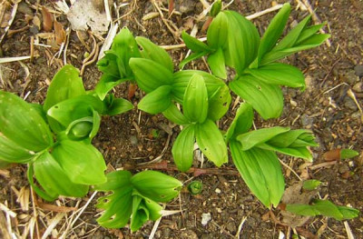 77Smilacina_racemosa_NL.jpg
