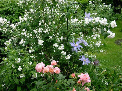 philadelphus_und_anna_herman_2009-05-29_179.jpg