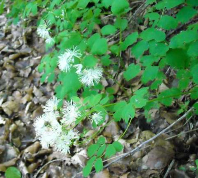 DSCN0037_Thalictrum_aquilegifolium.jpg