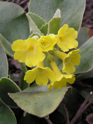 primula_auricula_.jpg