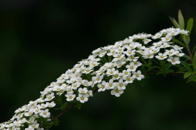 Spiraea-April-1.jpg