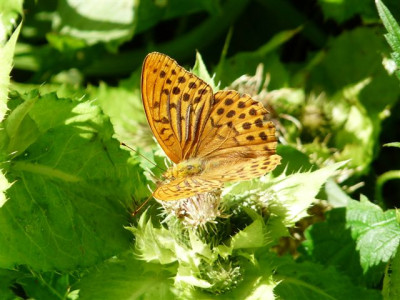 09.08.2010.40.JPG