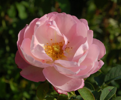 Anna_Scharsach_0010__77165.jpg