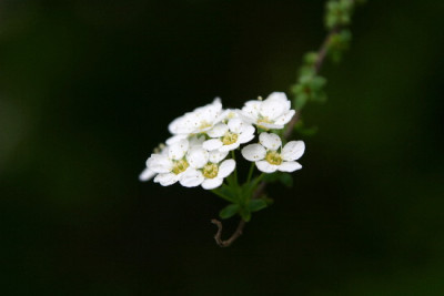 Spiraea-April-2.jpg
