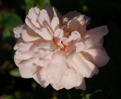 Arethusa_0010__77013.jpg