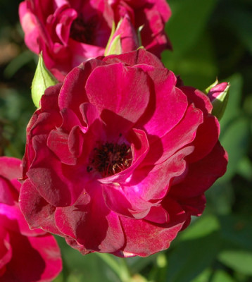 Burgundy_Ice_0010_77111.jpg
