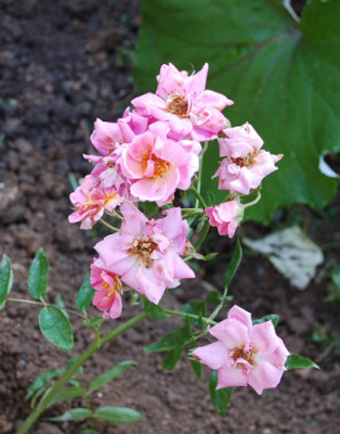 Etoile_Luisante_0010__77129.jpg