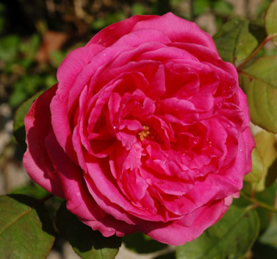 Frau_Dr._Schricker_0010__76999.jpg