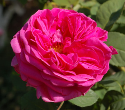 Amedee_de_Langlois_0010__77208.jpg