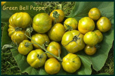 Green_Bell_Pepper2.jpg