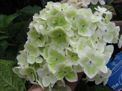 2010-08-09_the_bride2.jpg