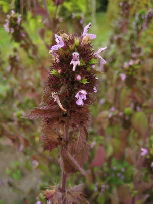 2010-08-09_unbekannt2.jpg